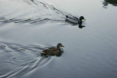 High angle view of duck swimming in lake