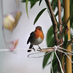 Close-up of bird perching on branch