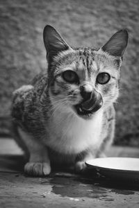 Portrait of cat sitting outdoors