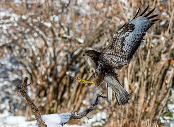 Close-up of bird perching on tree