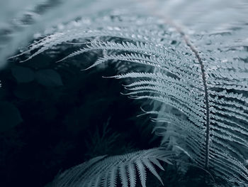 Closeup on fern leaf in the forest