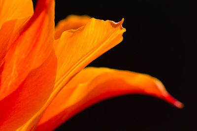 Close-up of orange rose flower against black background