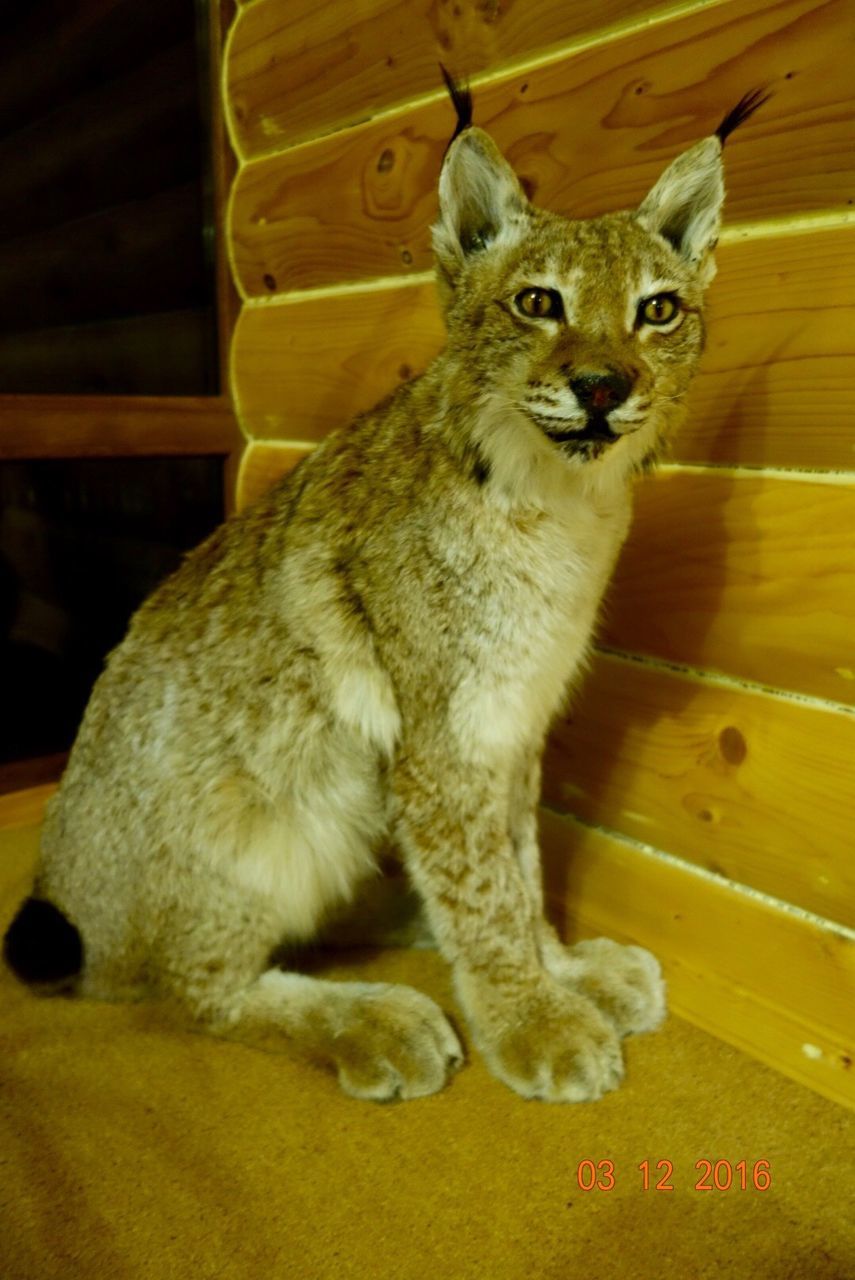 CLOSE-UP OF CAT AT HOME