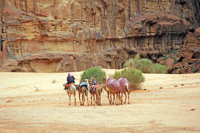 Camel herd in the beautiful landscape of wadi rum