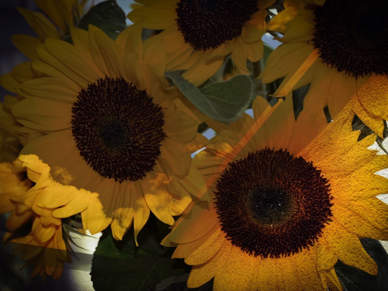 sunflower, flower, yellow, plant, flowering plant, sunflower seed, flower head, beauty in nature, freshness, petal, inflorescence, fragility, growth, nature, pollen, close-up, macro photography, no people, asterales, vegetarian food, backgrounds, botany, full frame, outdoors