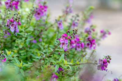 Close-up of insect on pink flowering plant