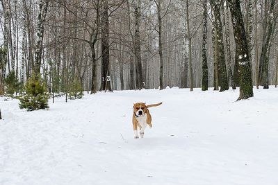 Dog running on snow covered land