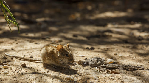 Close-up of rabbit