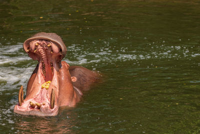 Hippos are among the largest living land mammals, 