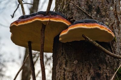 Close-up of mushroom on tree trunk during winter