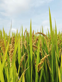 Close-up of crops growing on field against sky