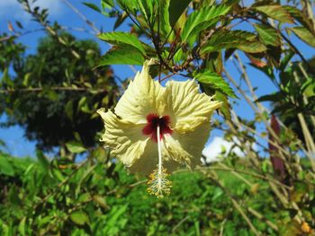 Close-up of flower growing on tree against sky