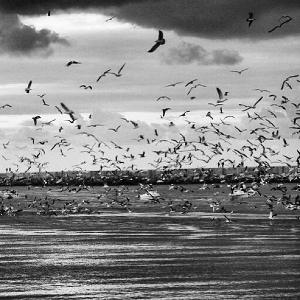 bird, animal themes, animals in the wild, flying, wildlife, flock of birds, sky, seagull, cloud - sky, medium group of animals, mid-air, spread wings, nature, water, built structure, cloudy, outdoors, cloud