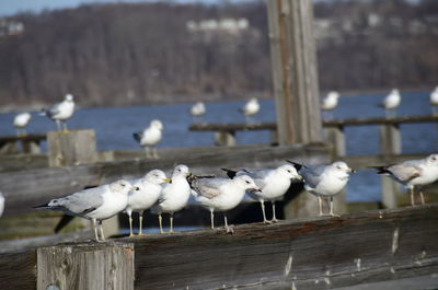 Seagulls perching on wood