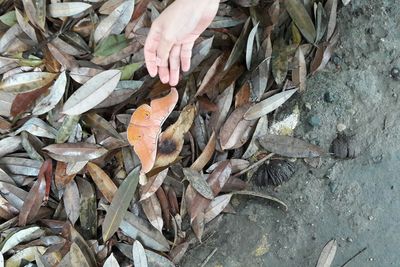 Close-up of leaves on ground