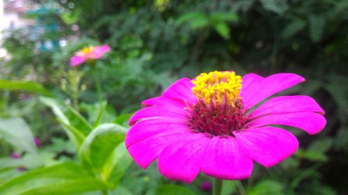 Close-up of pink flowers