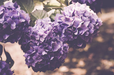 Close-up of purple flowers blooming