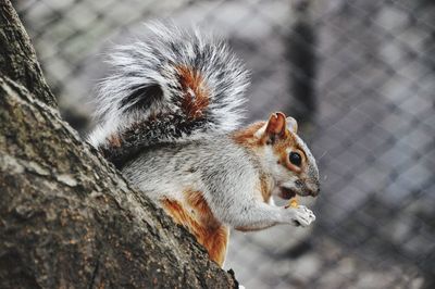 Close-up of squirrel on tree trunk