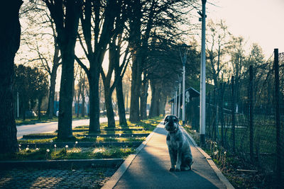 Dog sitting on road amidst trees