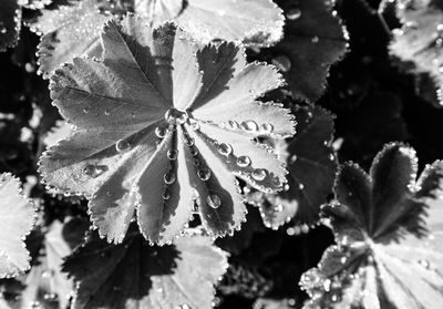 Close-up of wet leaves