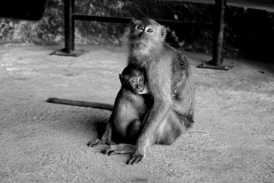 Close-up of monkey with infant sitting outdoors
