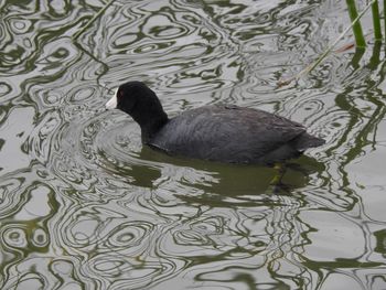 High angle view of duck swimming in lake