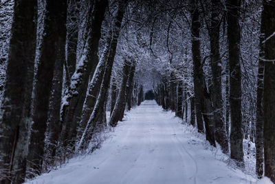 View of snow covered trees in forest