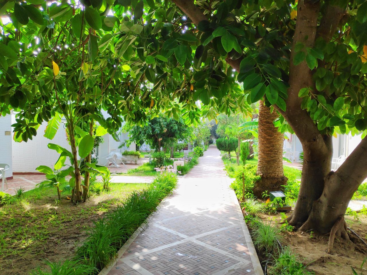 FOOTPATH AMIDST TREES