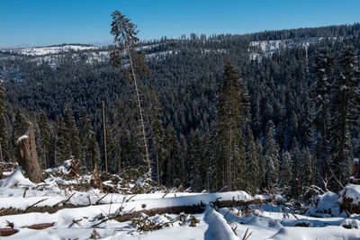 Winter pine tree forest destroyed, affected by a powerful snowstorm. natural disaster 