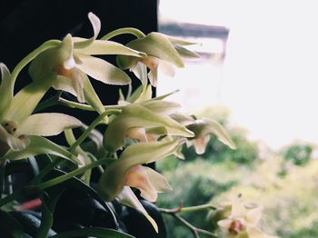 Close-up of pink flowers blooming outdoors