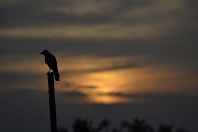 Low angle view of birds perching on tree