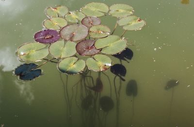 Lotus water lily in lake