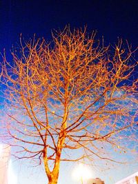 Low angle view of bare trees against sky at night