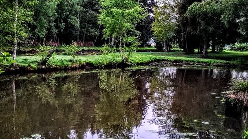 Scenic view of lake in forest