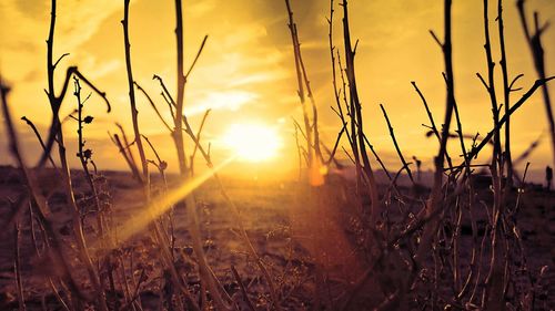 Crops growing on field against sky during sunset