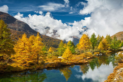 Scenic view of trees against sky