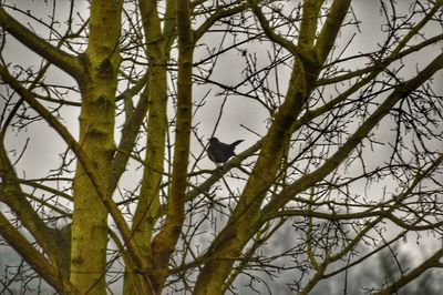 Bird perching on bare tree during winter