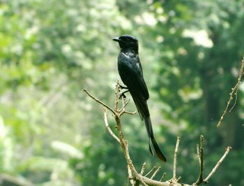 Close-up of bird perching on railing