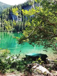 Plants by lake in forest