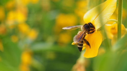 Bee pollinating flower