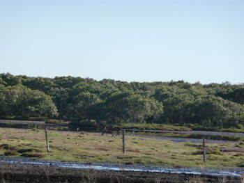 Scenic view of agricultural field against clear sky