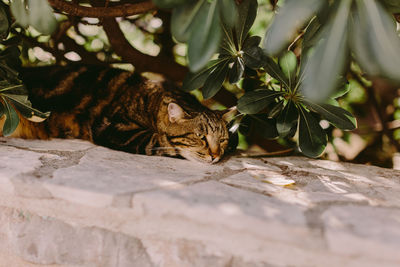 Close-up of a cat