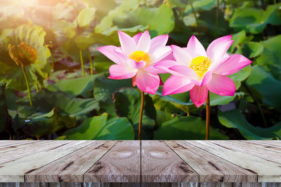 Close-up of pink lotus water on wood