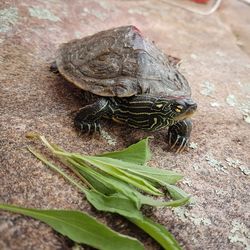 High angle view of turtle on rock