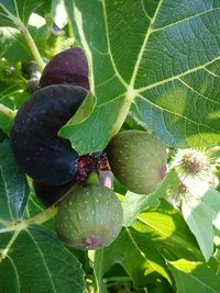 Close-up of berries growing on tree