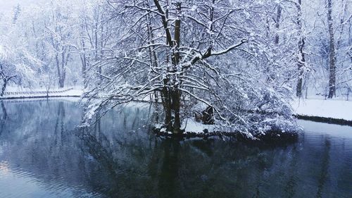 Frozen trees during winter