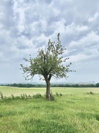 Tree on field against sky