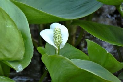 Close-up of white flowering plant