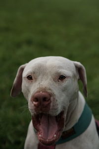 Close-up portrait of a dog