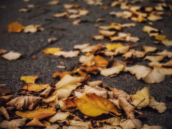 Close-up of fallen leaves